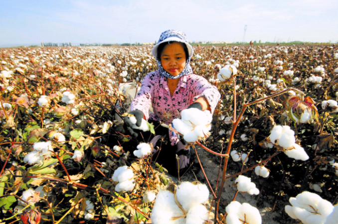 "棉改"一年,新疆棉花产业迎转型